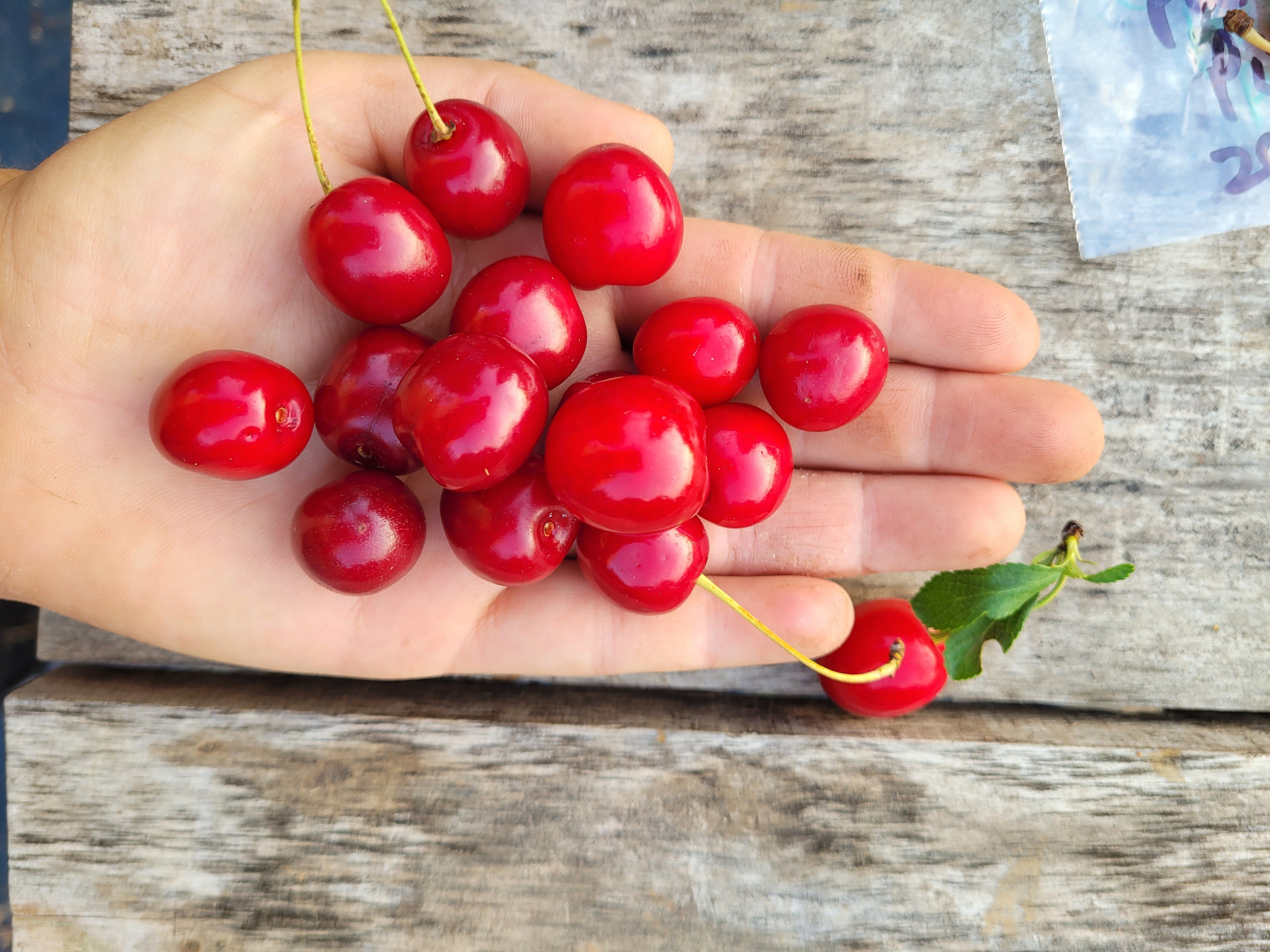 Dwarf Sour Cherry Bushes