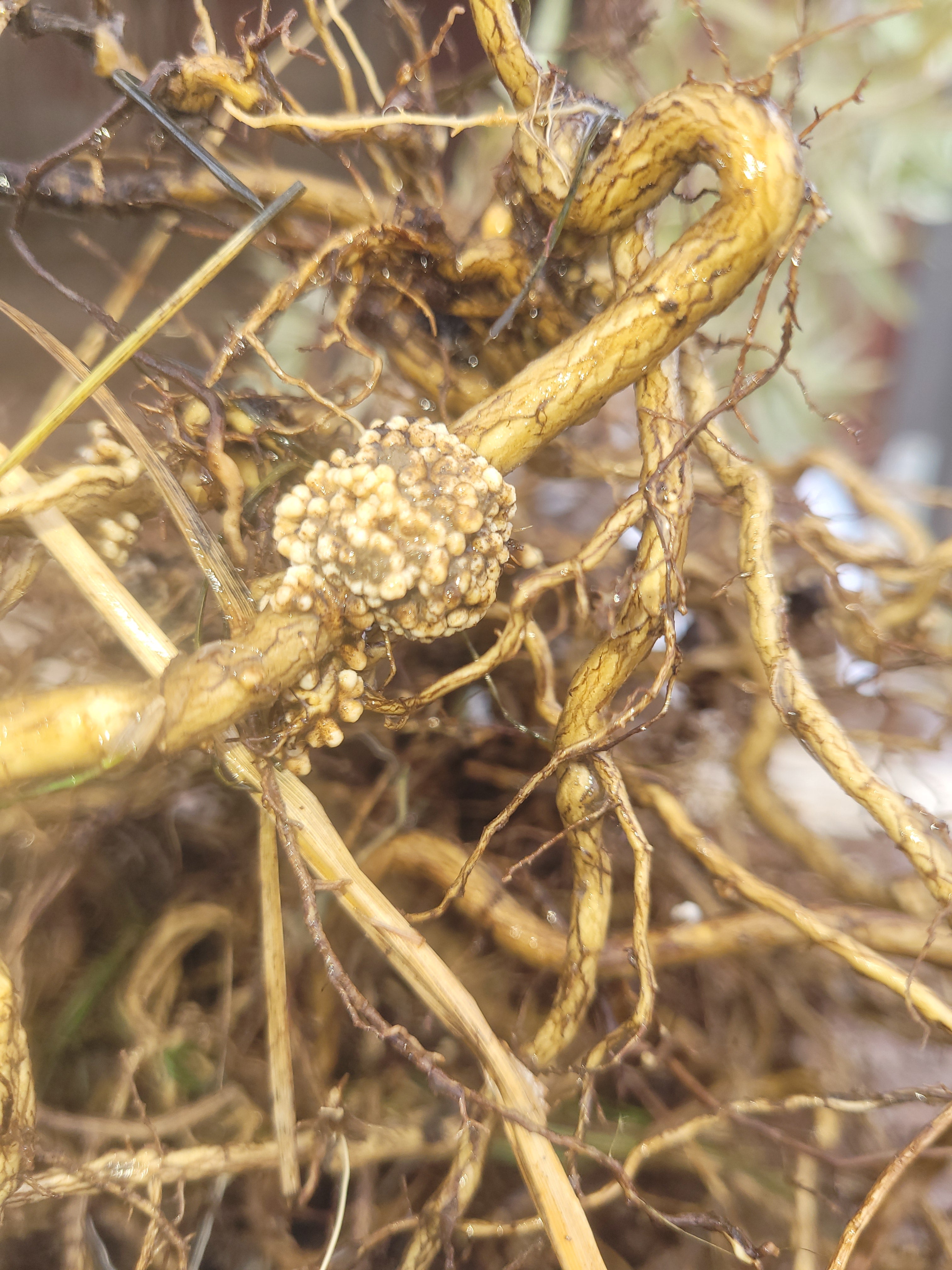 Nitrogen Fixers