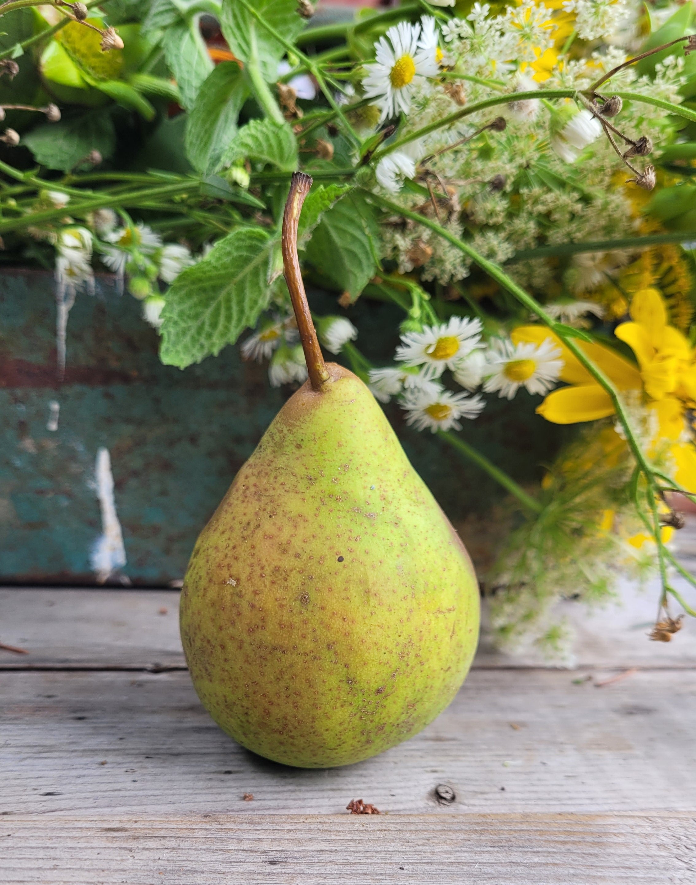 pear