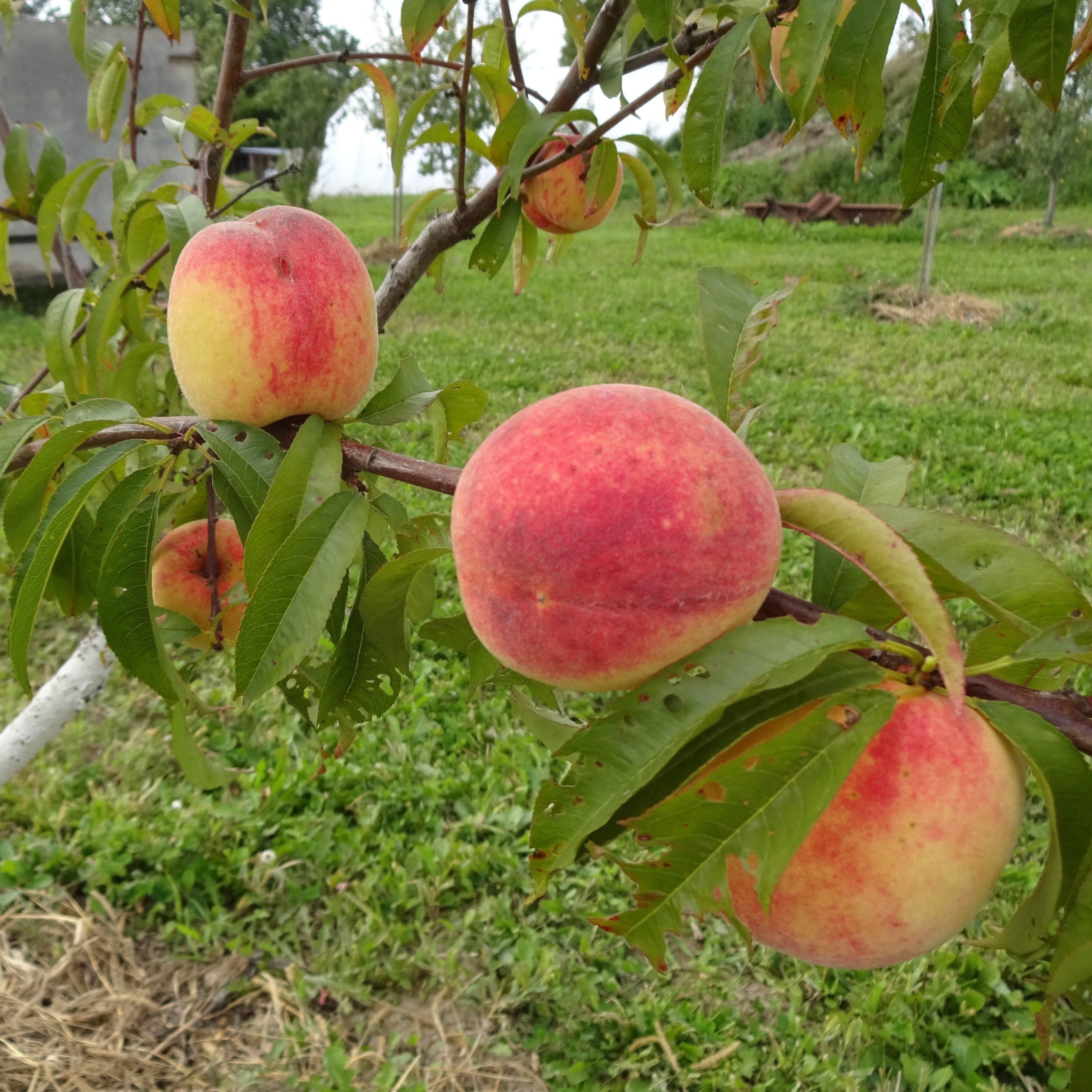 Peach Trees