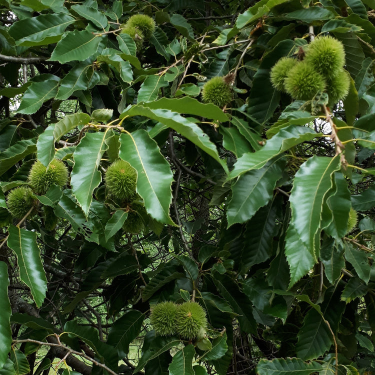 Nut Trees, Natives & Nitrogen fixing Plants