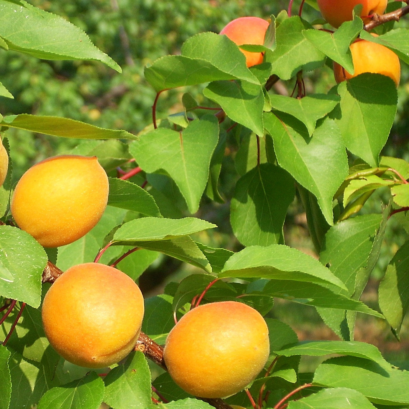Apricot Trees