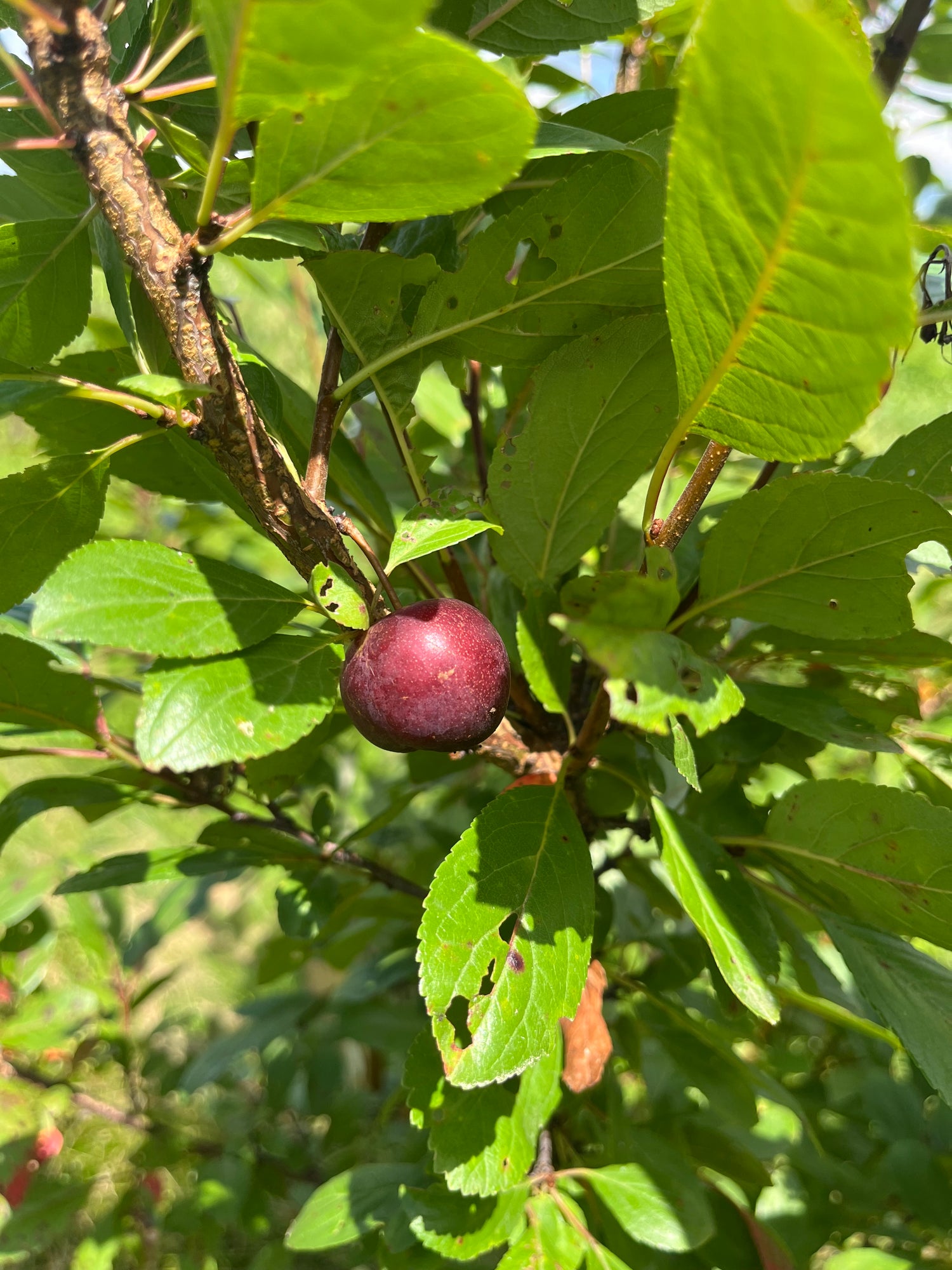 Stone Fruit Hybrids