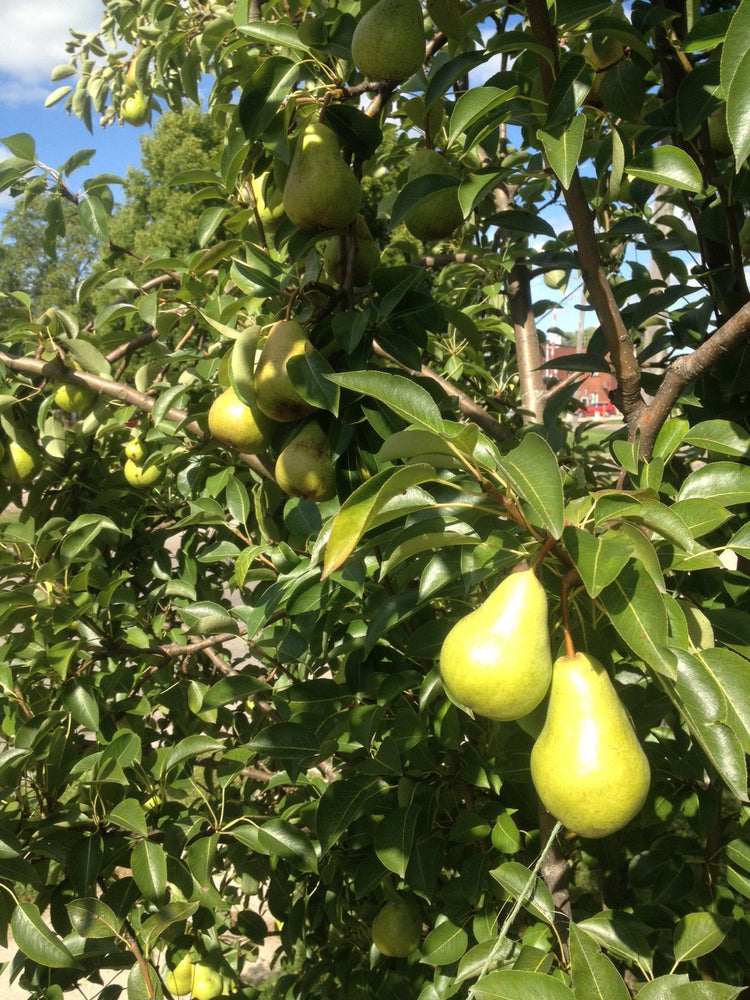 European Pear Trees