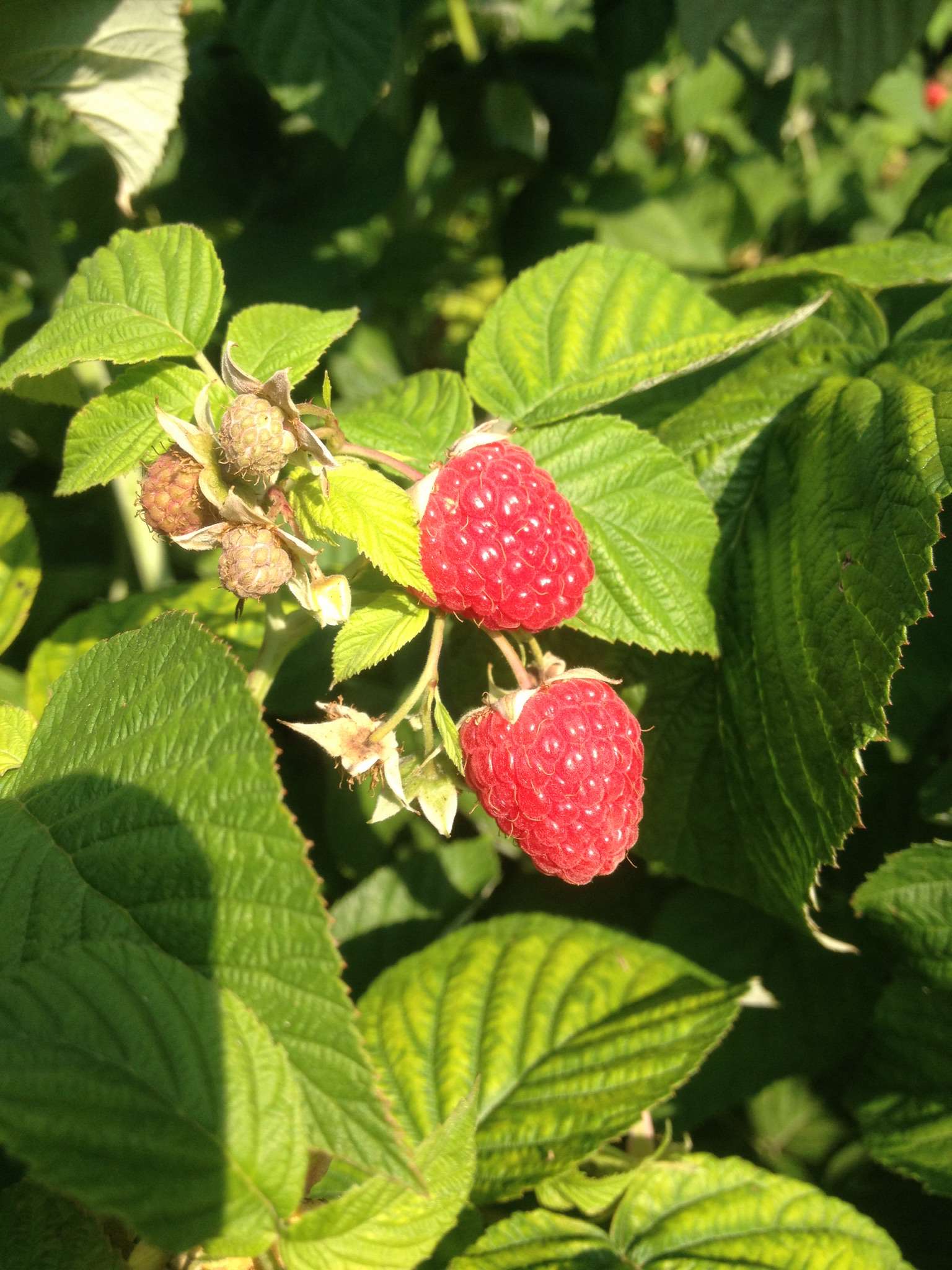 Raspberries – Silver Creek Nursery Ltd.