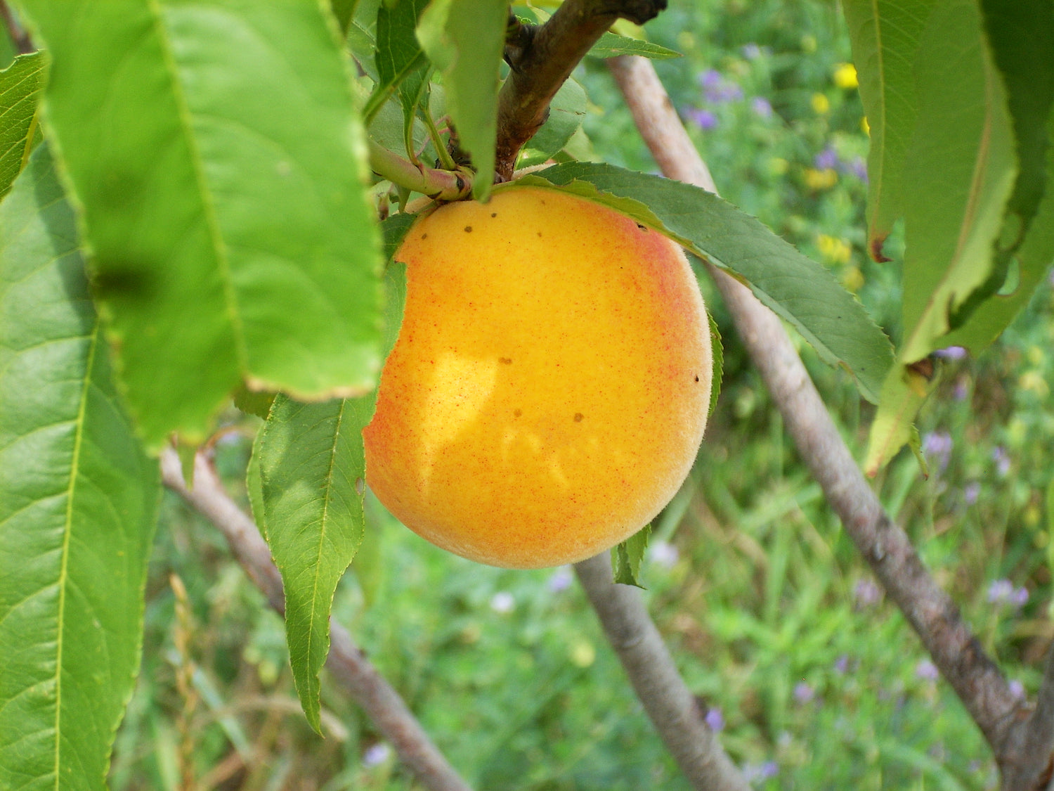 Fresh Eating Favourites