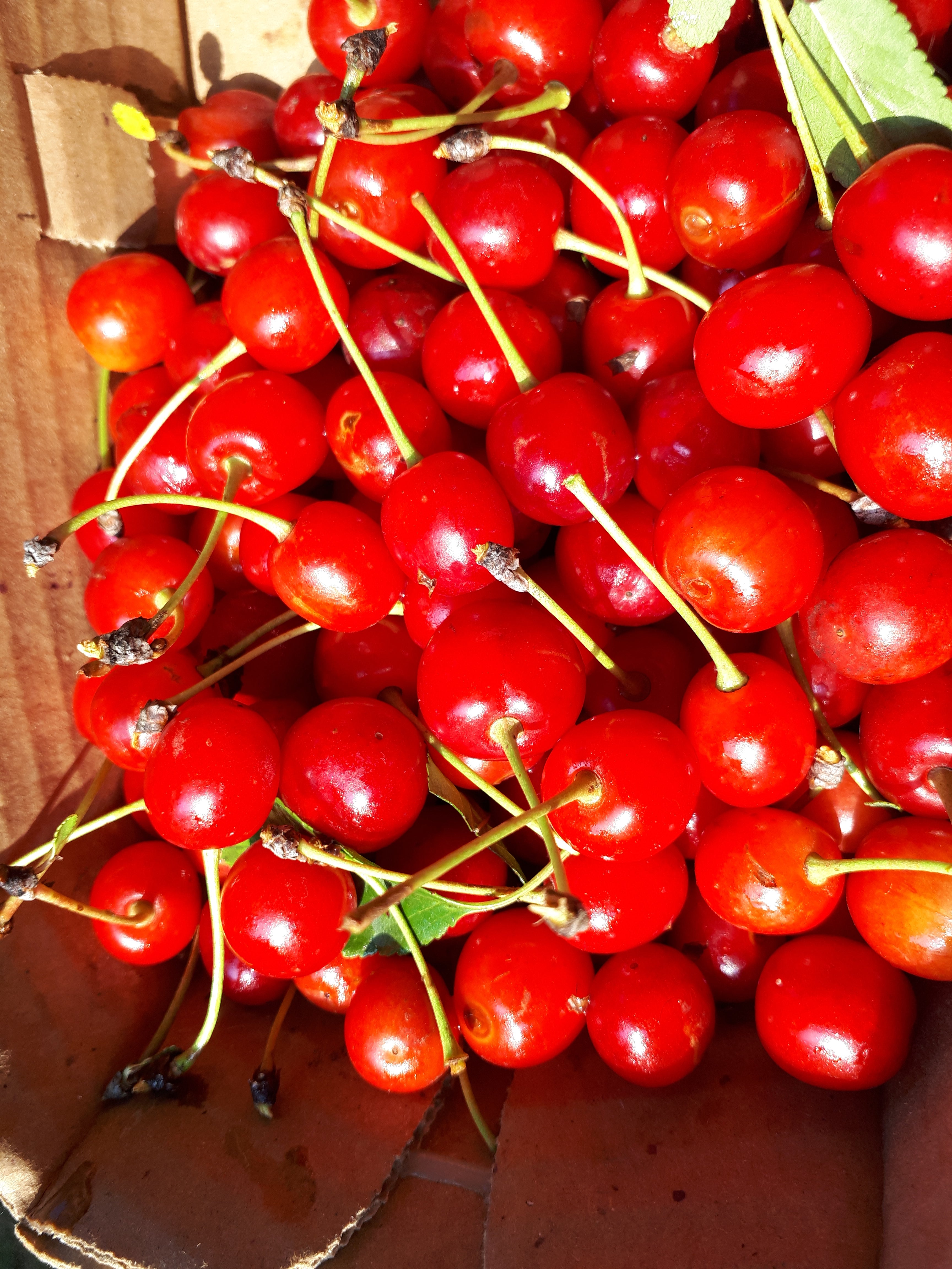 Sour Cherry Trees