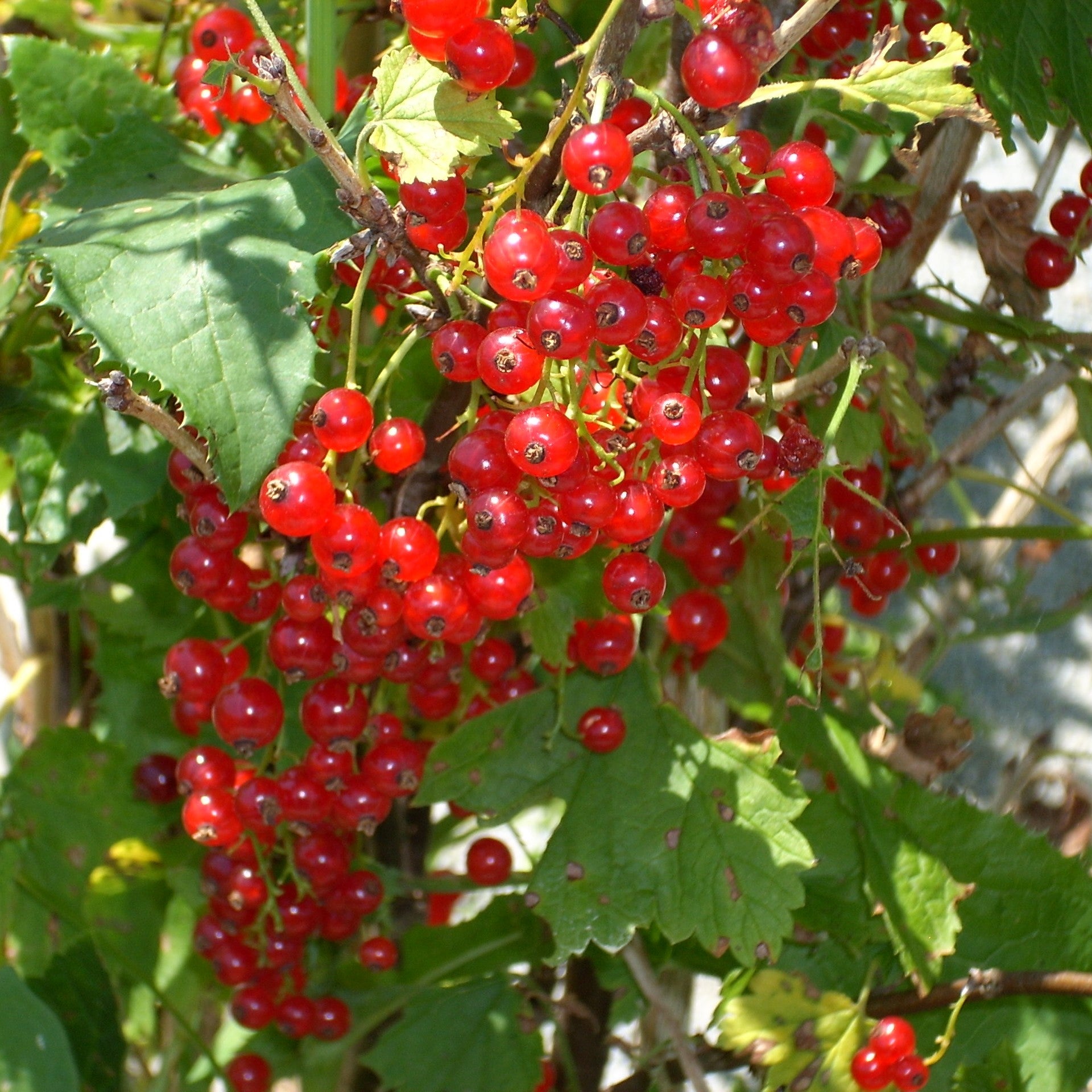 Berries and Vines