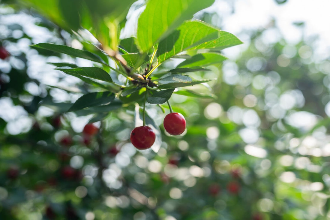 Cherry Trees – Silver Creek Nursery Ltd.
