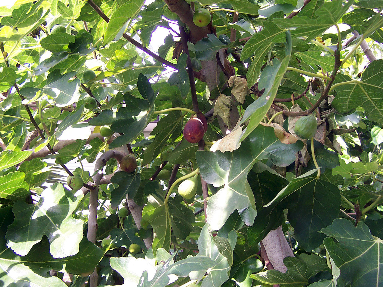 Fig Trees