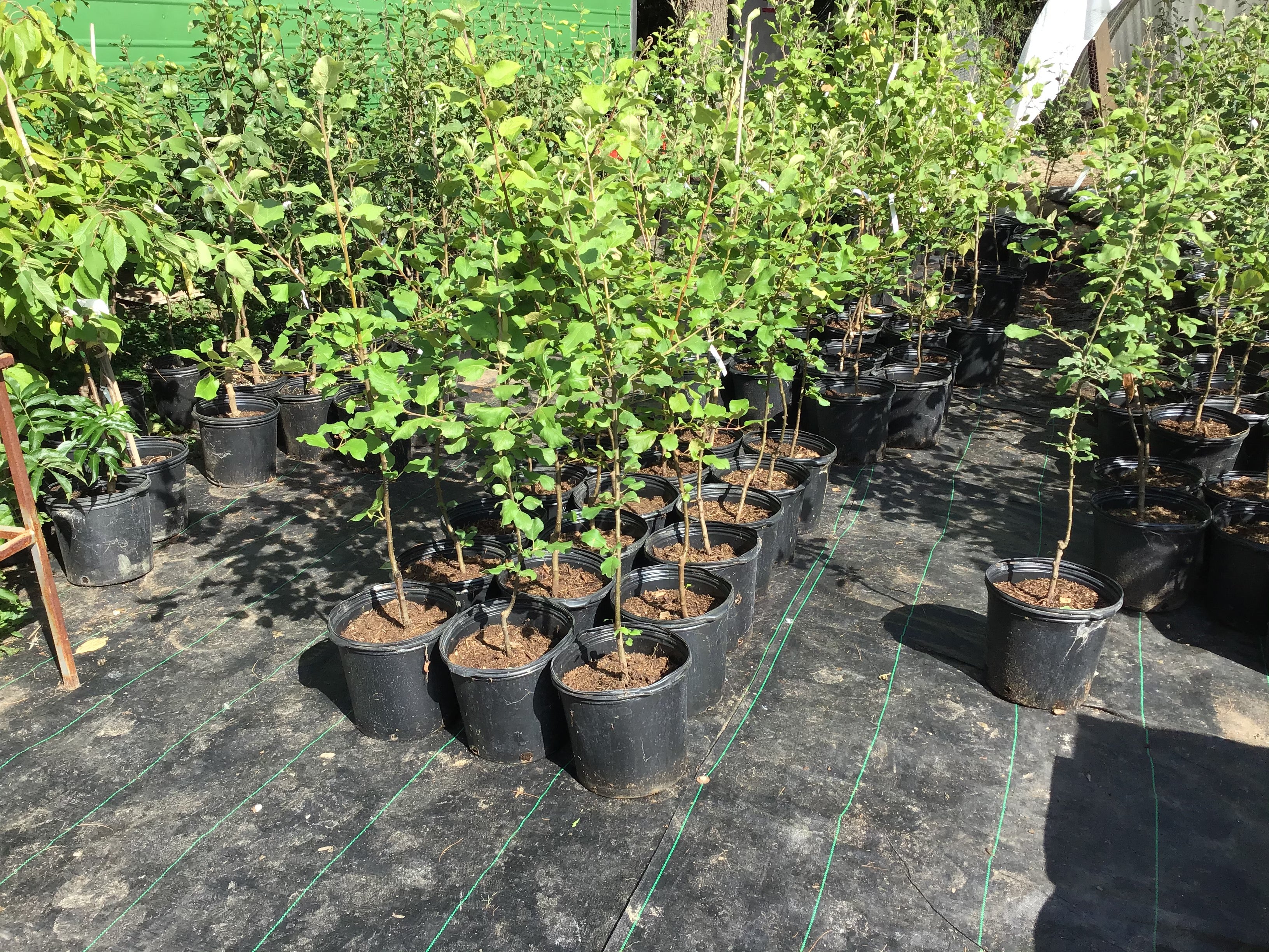 Potted Plants