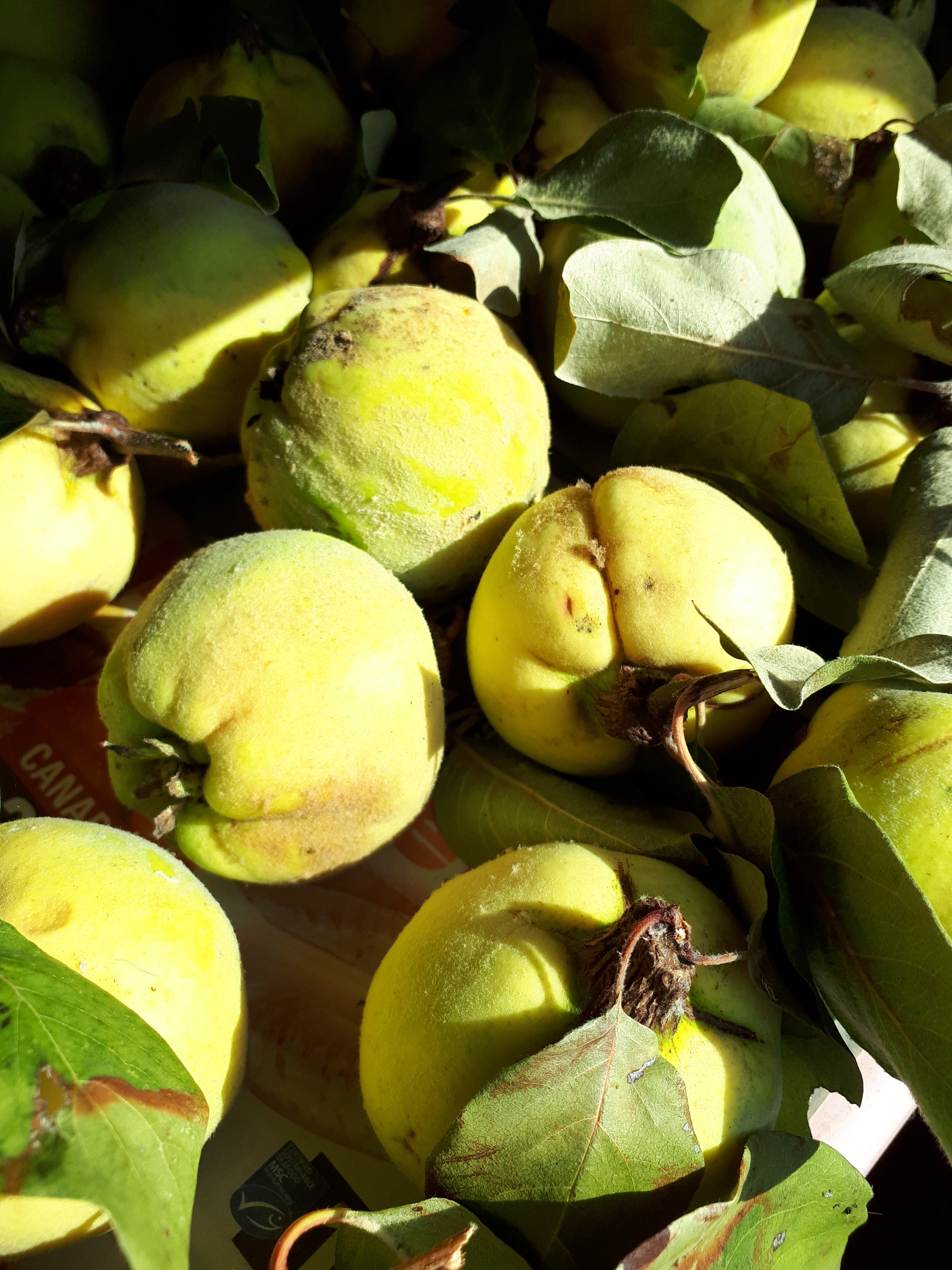 Quince Trees