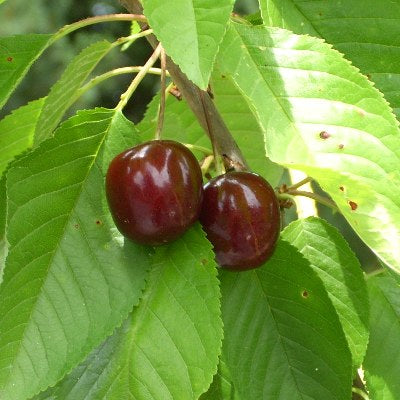 Sweet Cherry Trees