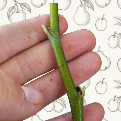 Budwood Bundle