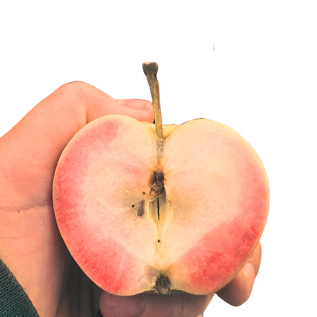Pink Pearl Apple Scionwood