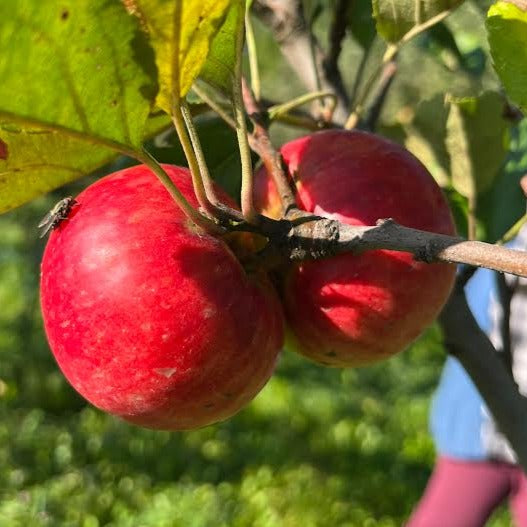 Brown's Apple on the tree.