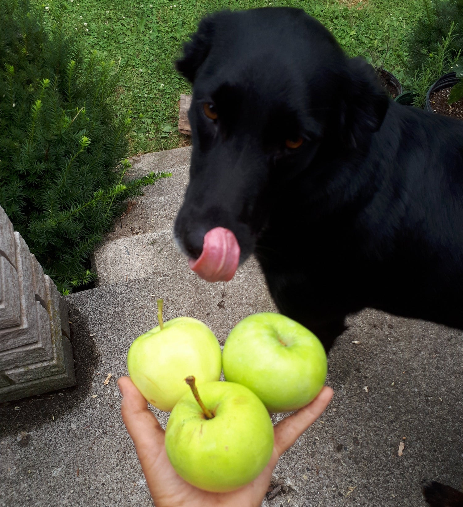 Potted Yellow Transparent Apple