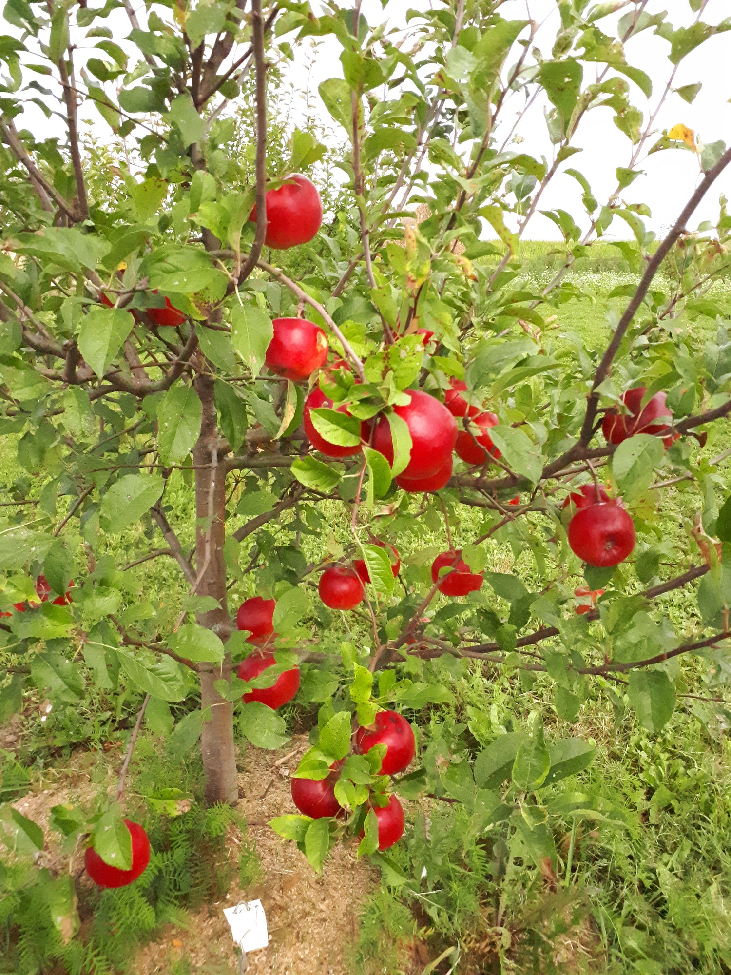 Prima Apple Bareroot
