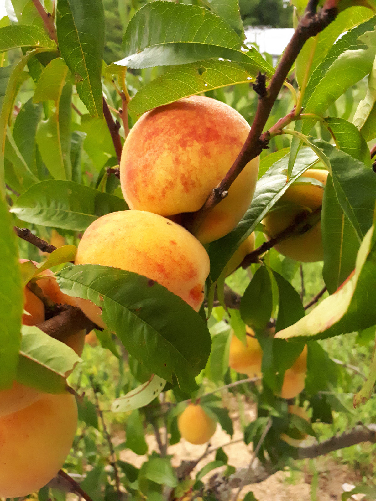 Veteran Peach Tree (Bareroot)