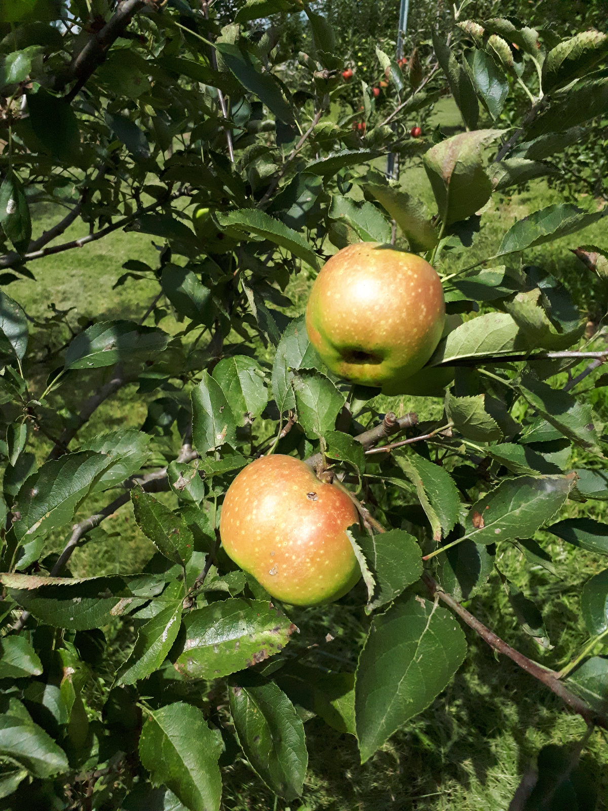 Newtown Pippin Apple Tree (Bareroot)