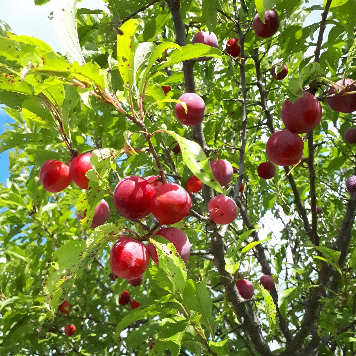 Potted Toka Hybrid Plum