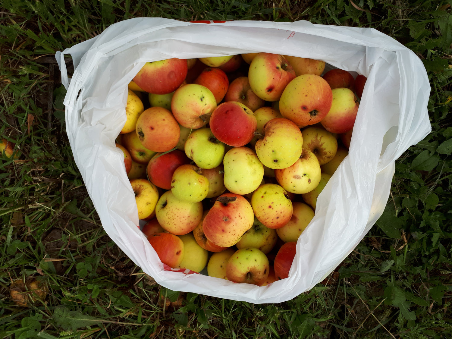 Muscadet de Dieppe Apple Bareroot