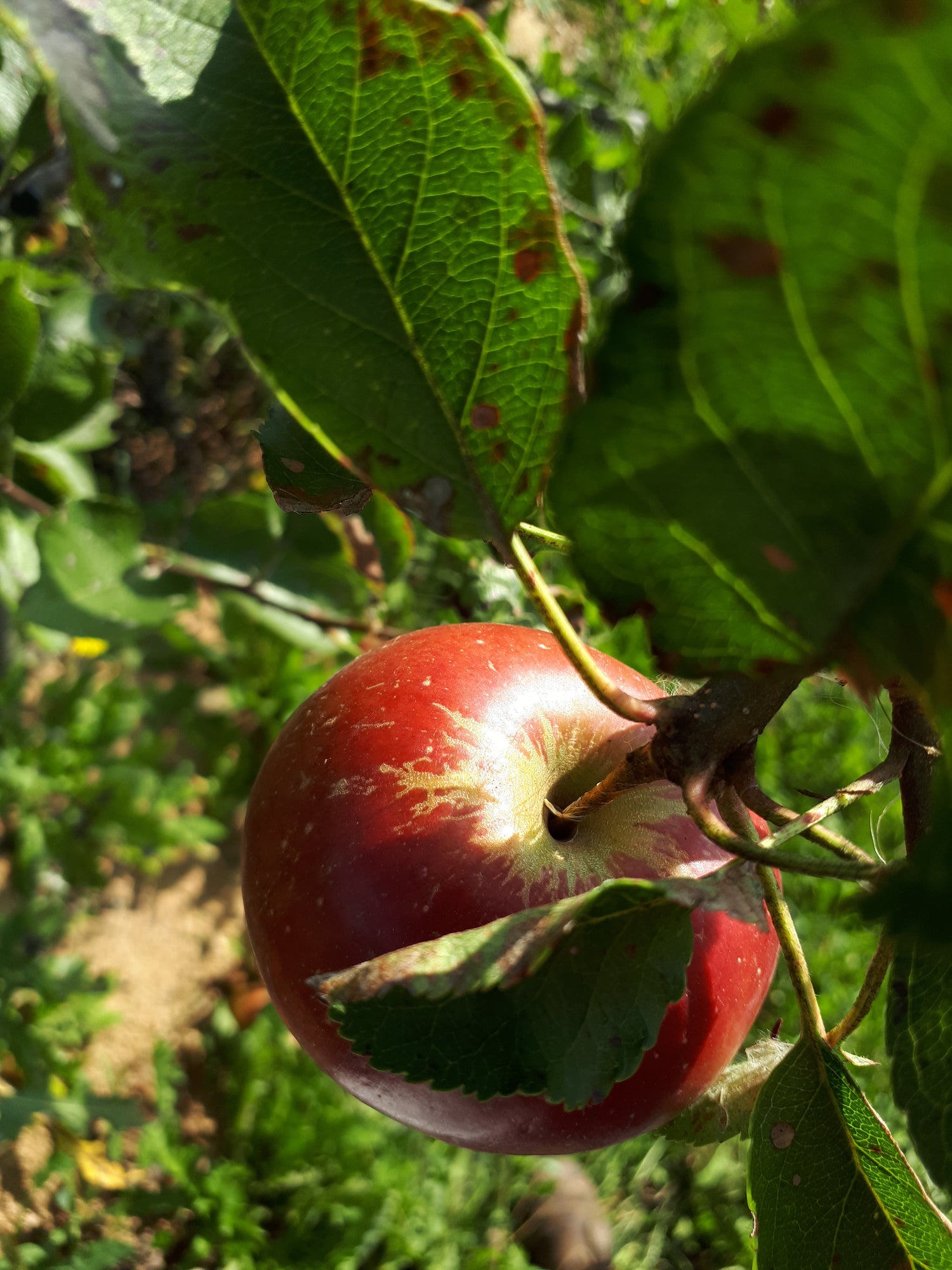 Baldwin Apple Bareroot