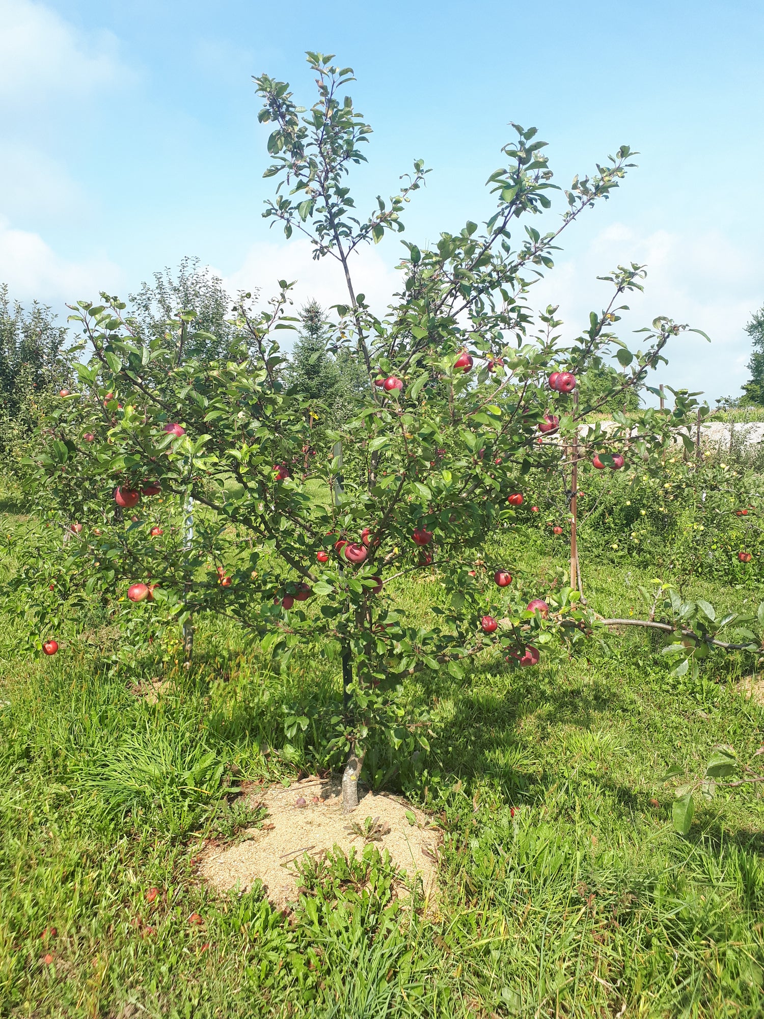 Liberty Apple Bareroot