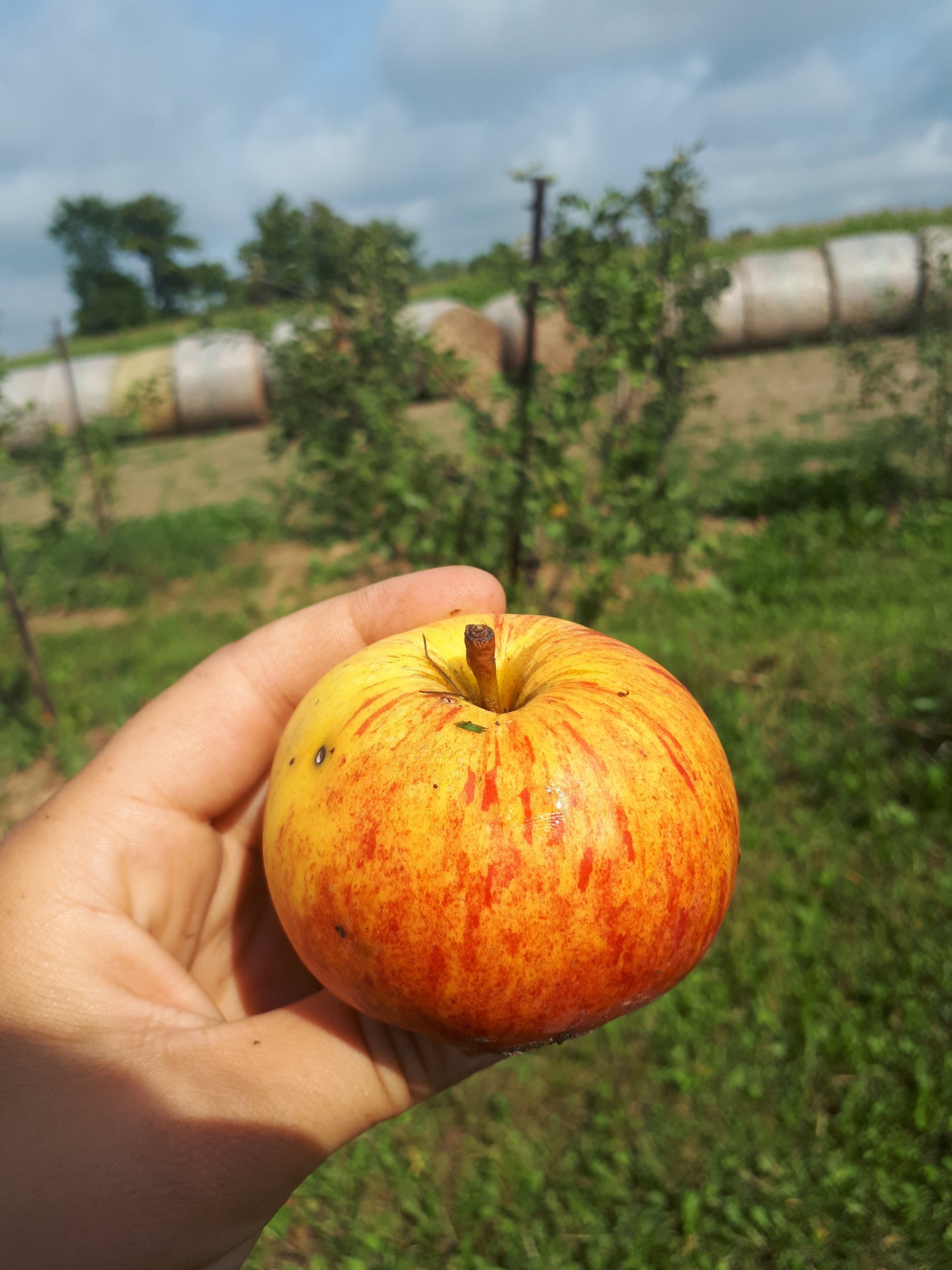 Yellow Gravenstein Apple Tree (Bareroot)