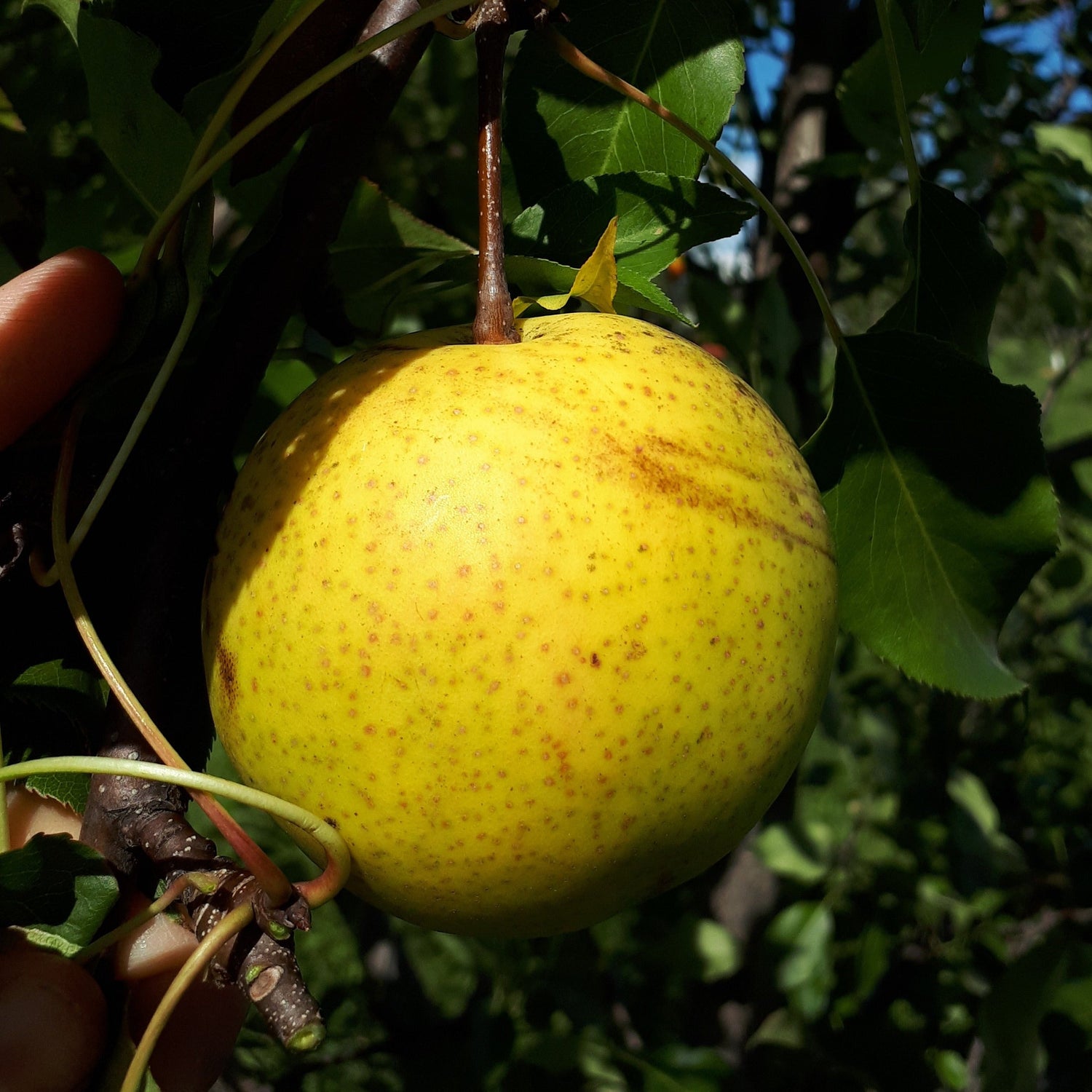 Potted Ping Guo Li Pear
