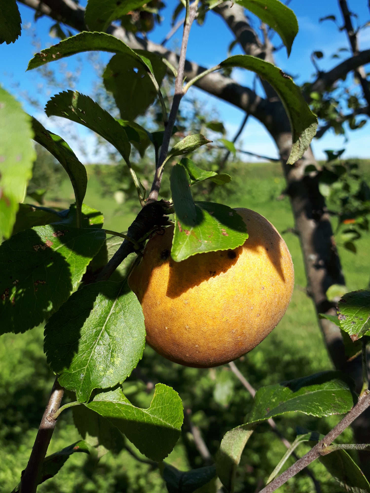Egremont Russet Apple Bareroot