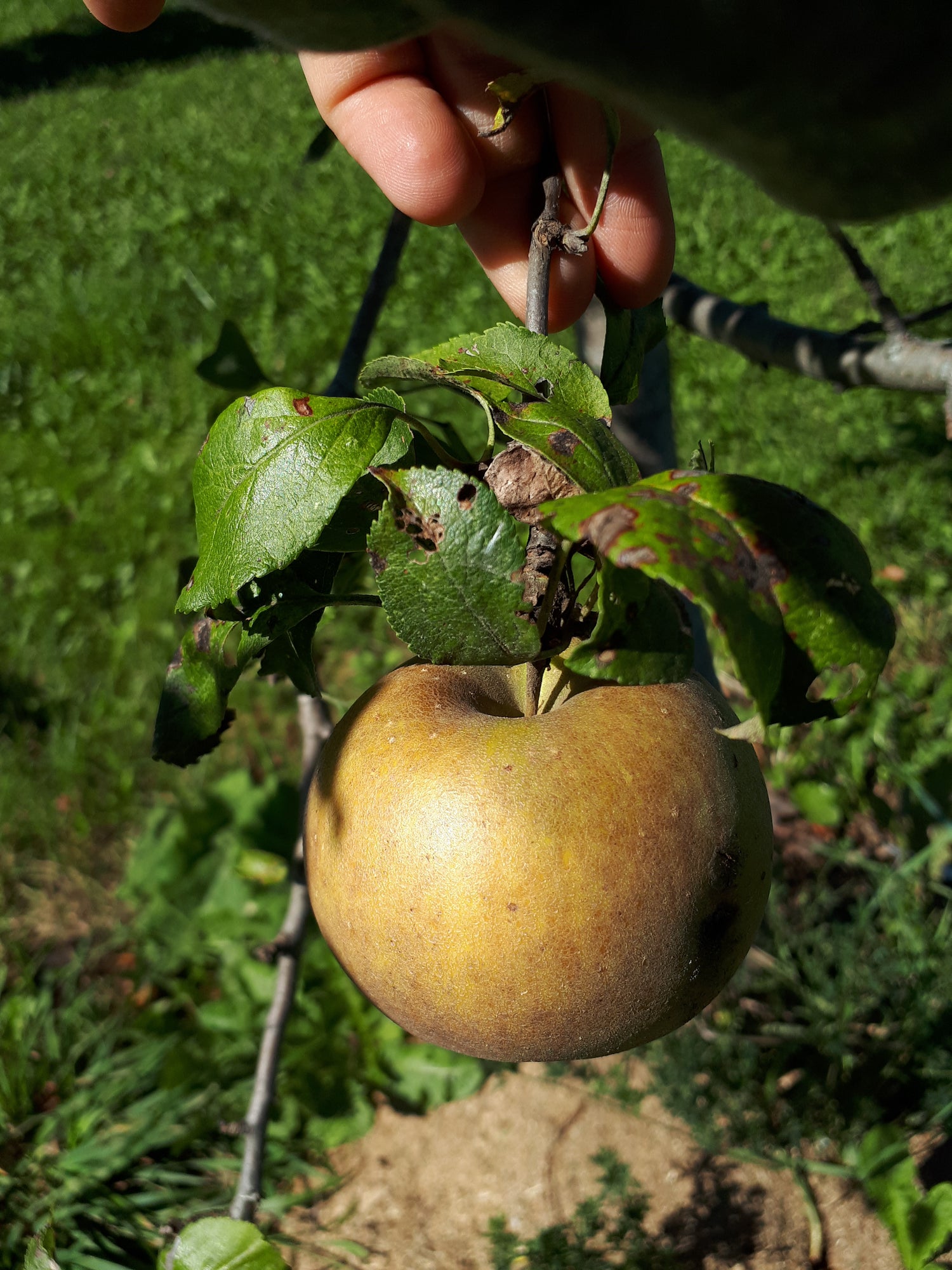 Egremont Russet Apple Bareroot