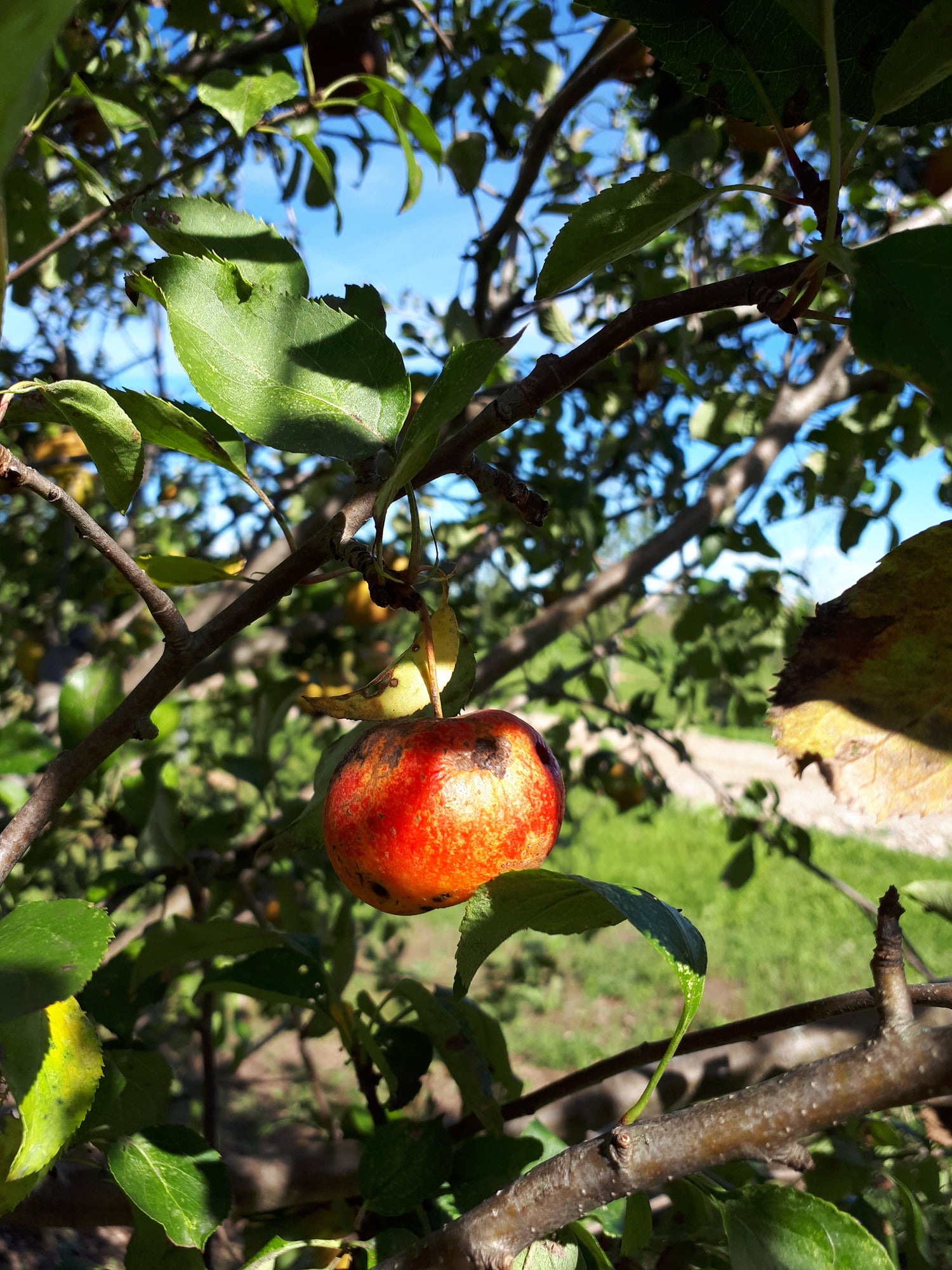 Hewe's Virginia Crabapple Bareroot