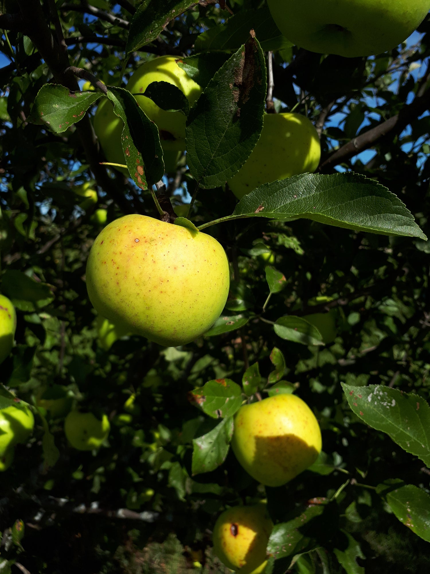 Grimes Golden Apple Bareroot