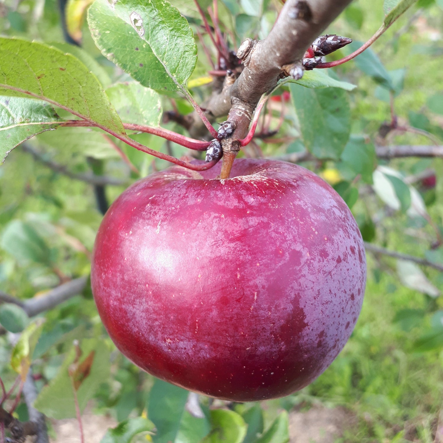 Potted Novamac Apple