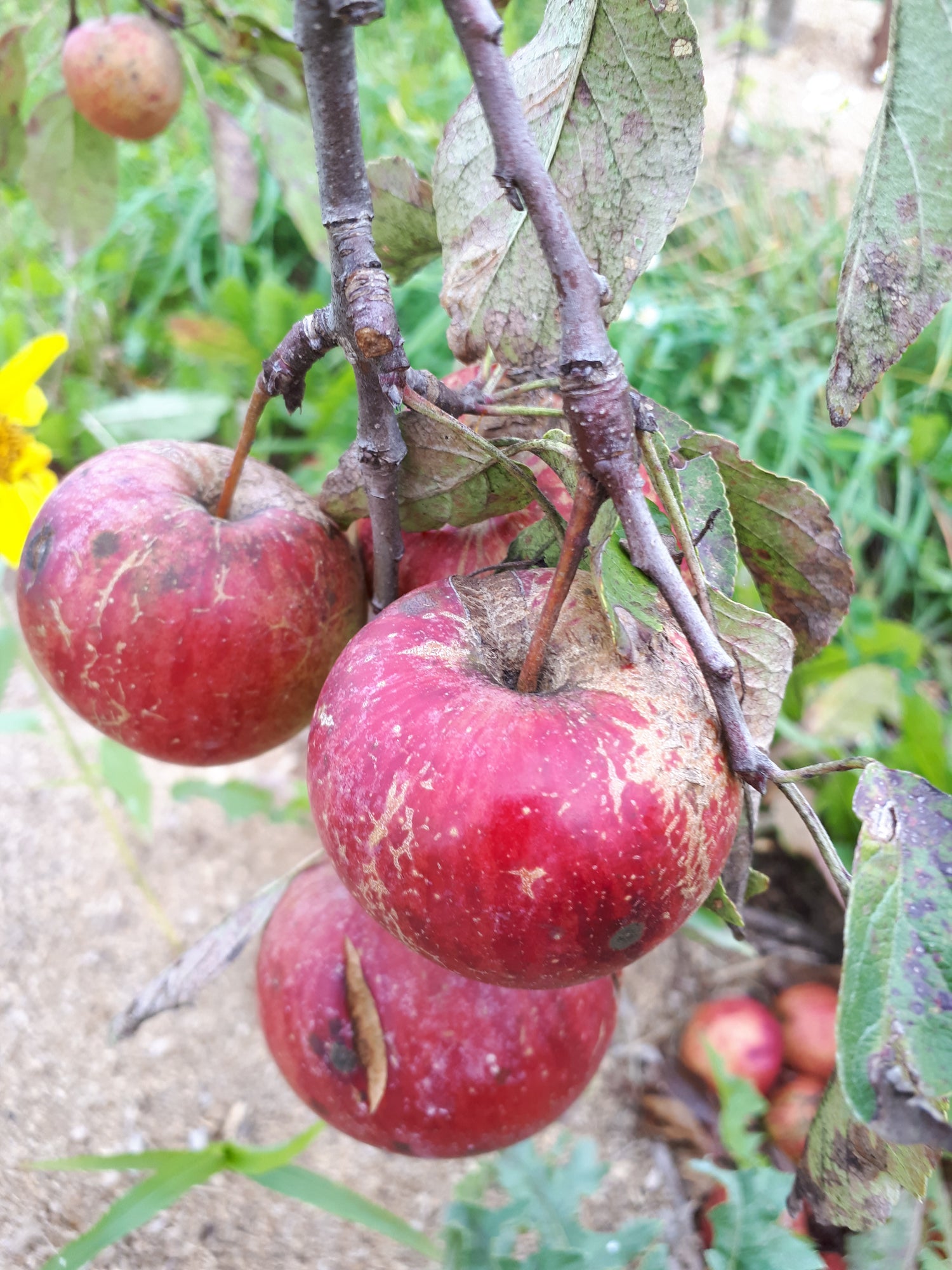 Haralson Apple Bareroot