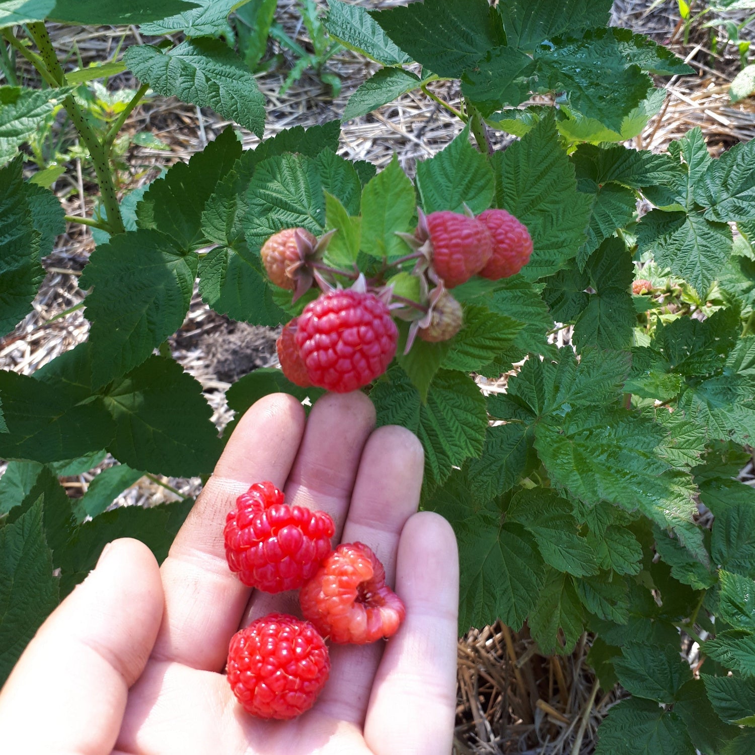 Potted Nova Red Raspberry