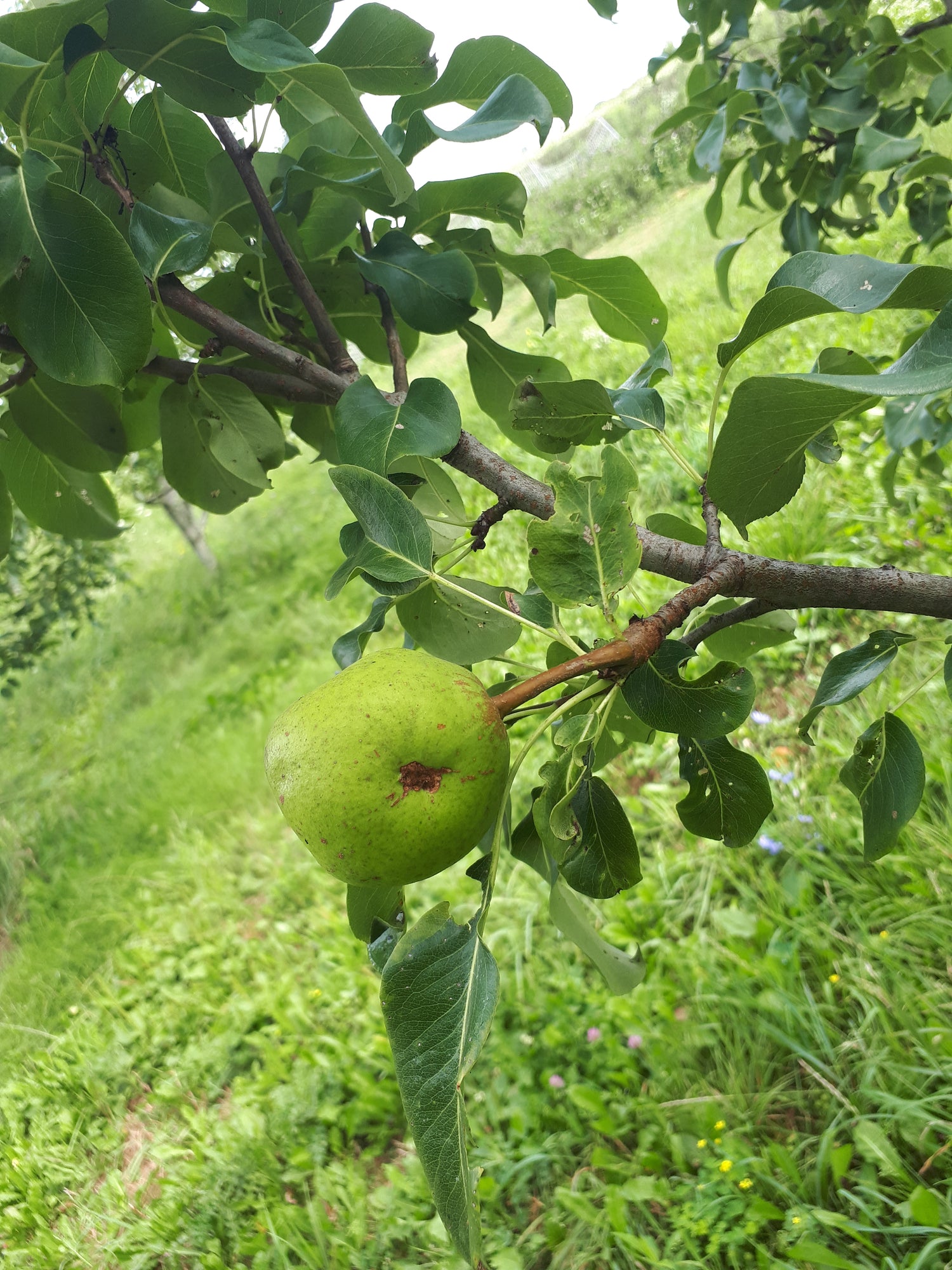 Passe Crassane European Pear Bareroot