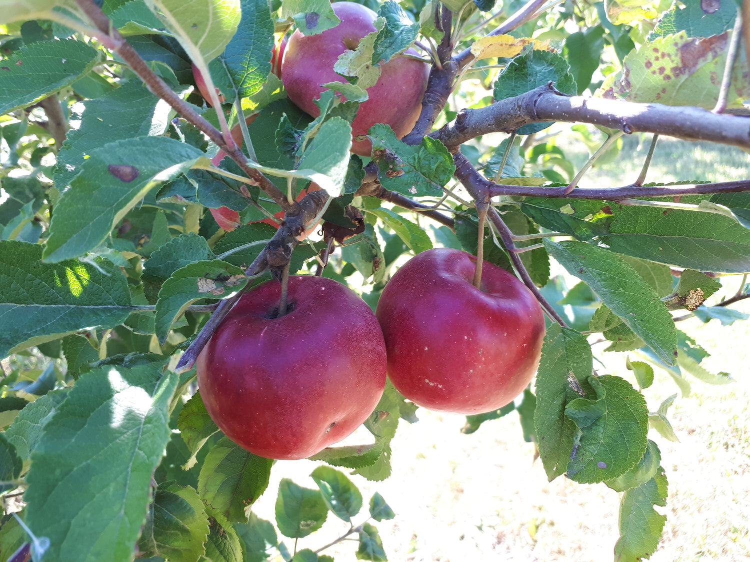Priscilla Apple Bareroot
