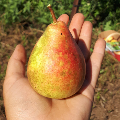 Butirra Precoce Morettini Pear in someone's hand.