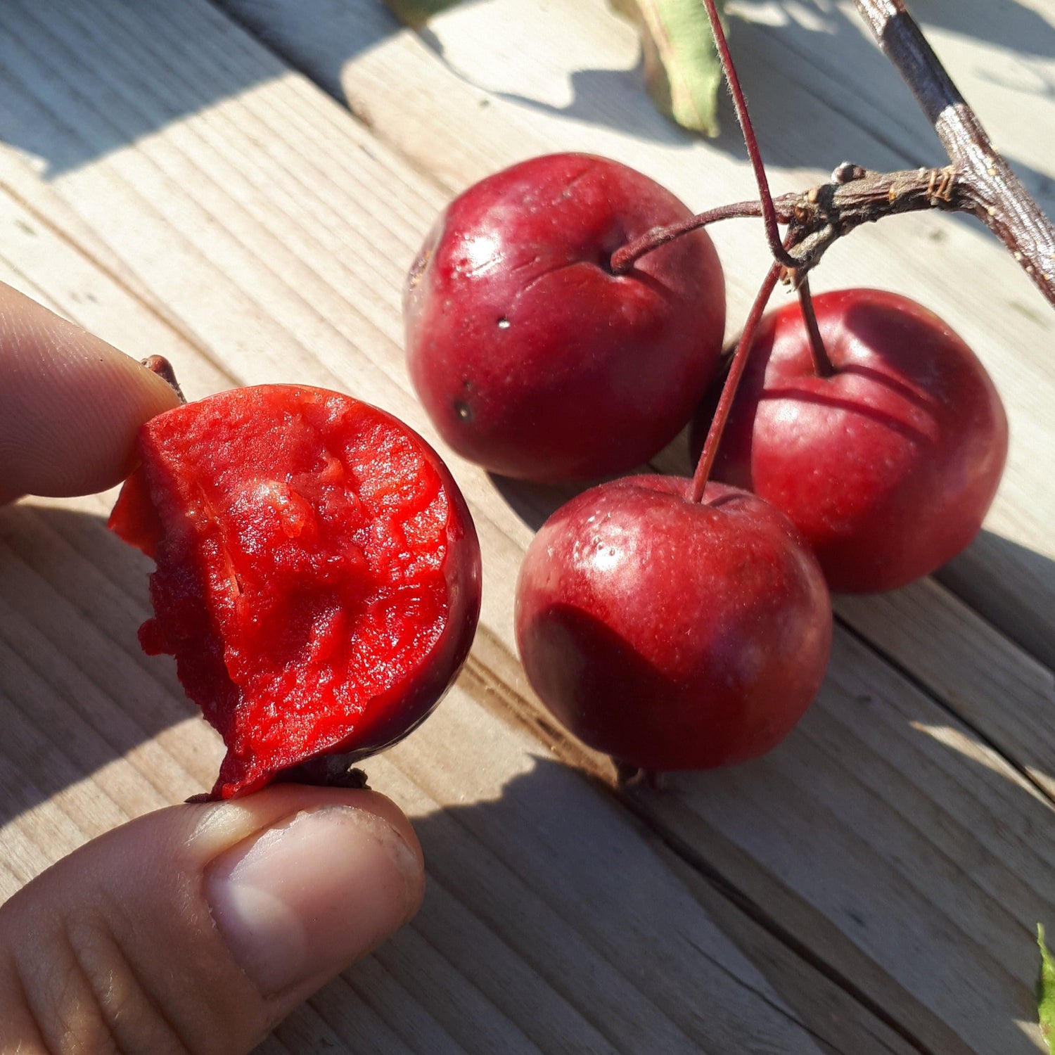 Potted Mindemoya Maroon Crabapple
