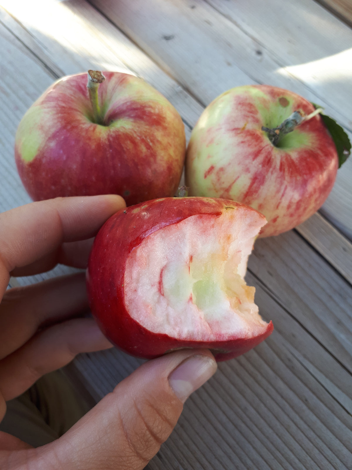 Mindemoya Apple Tree (Bareroot)