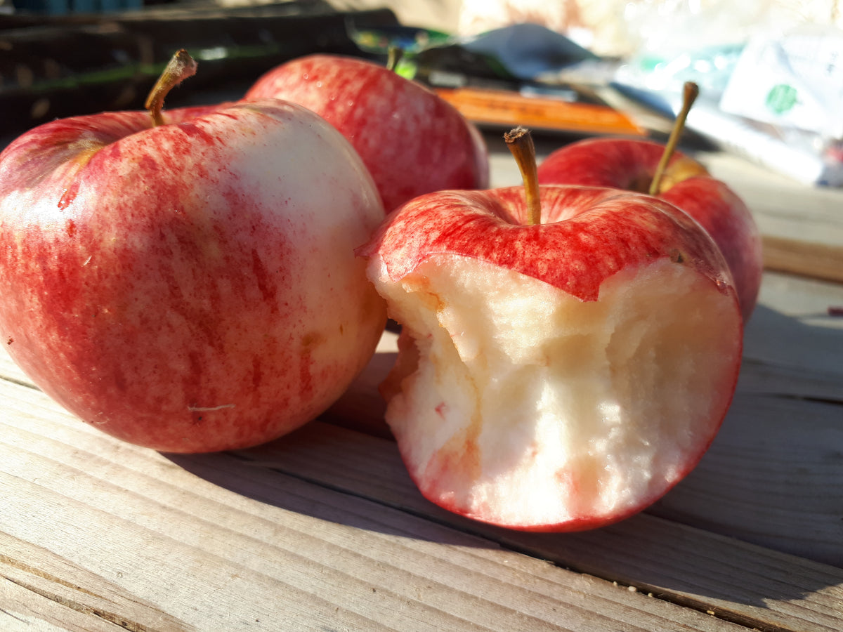 Mindemoya Apple Tree (Bareroot)