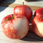 Mindemoya Apple