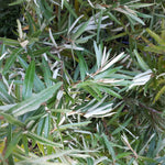 assorted male sea buckthorn