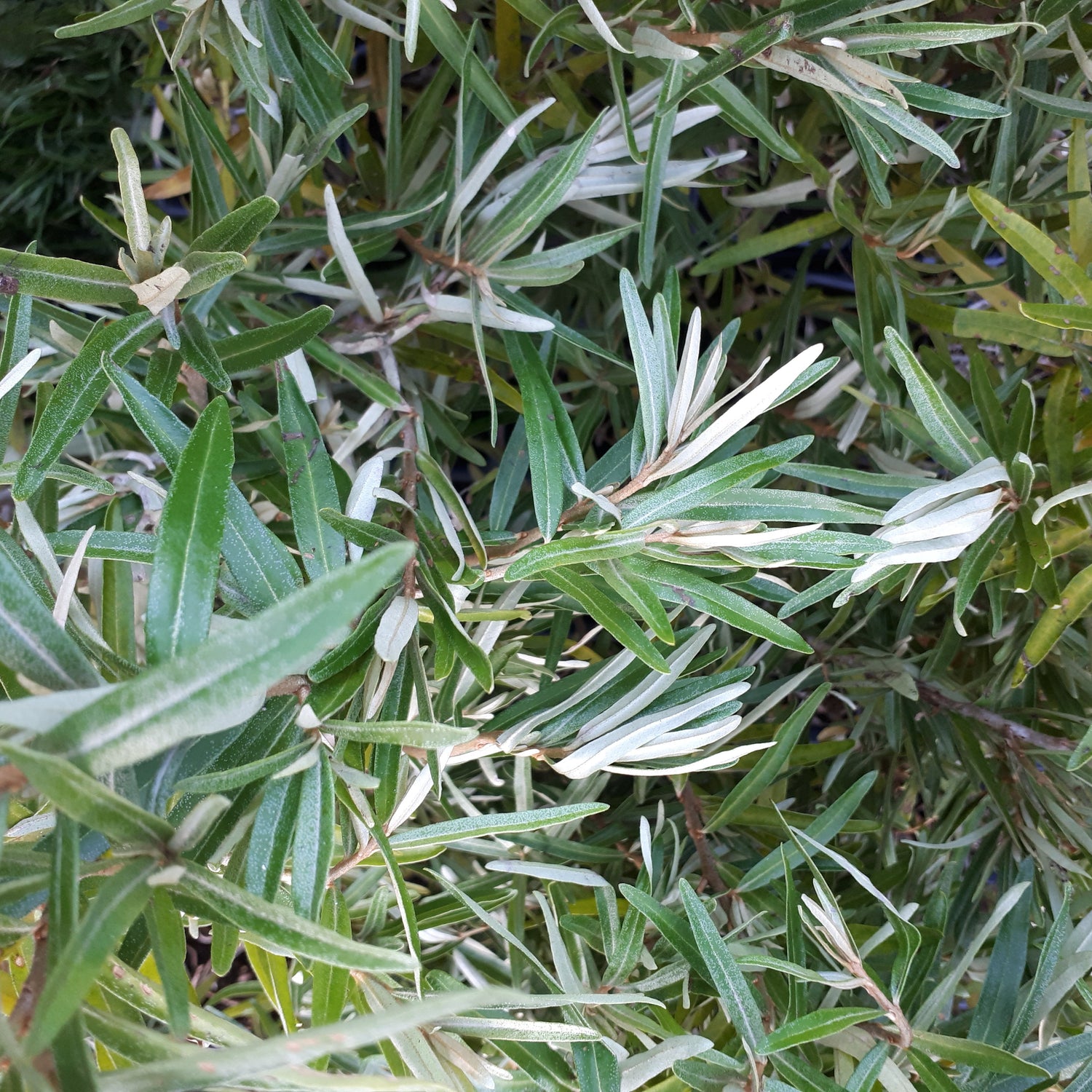assorted male sea buckthorn