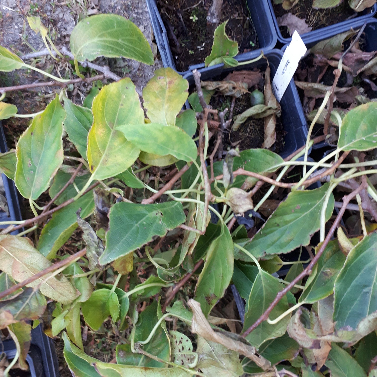 Potted Meader Hardy Kiwi (Male)