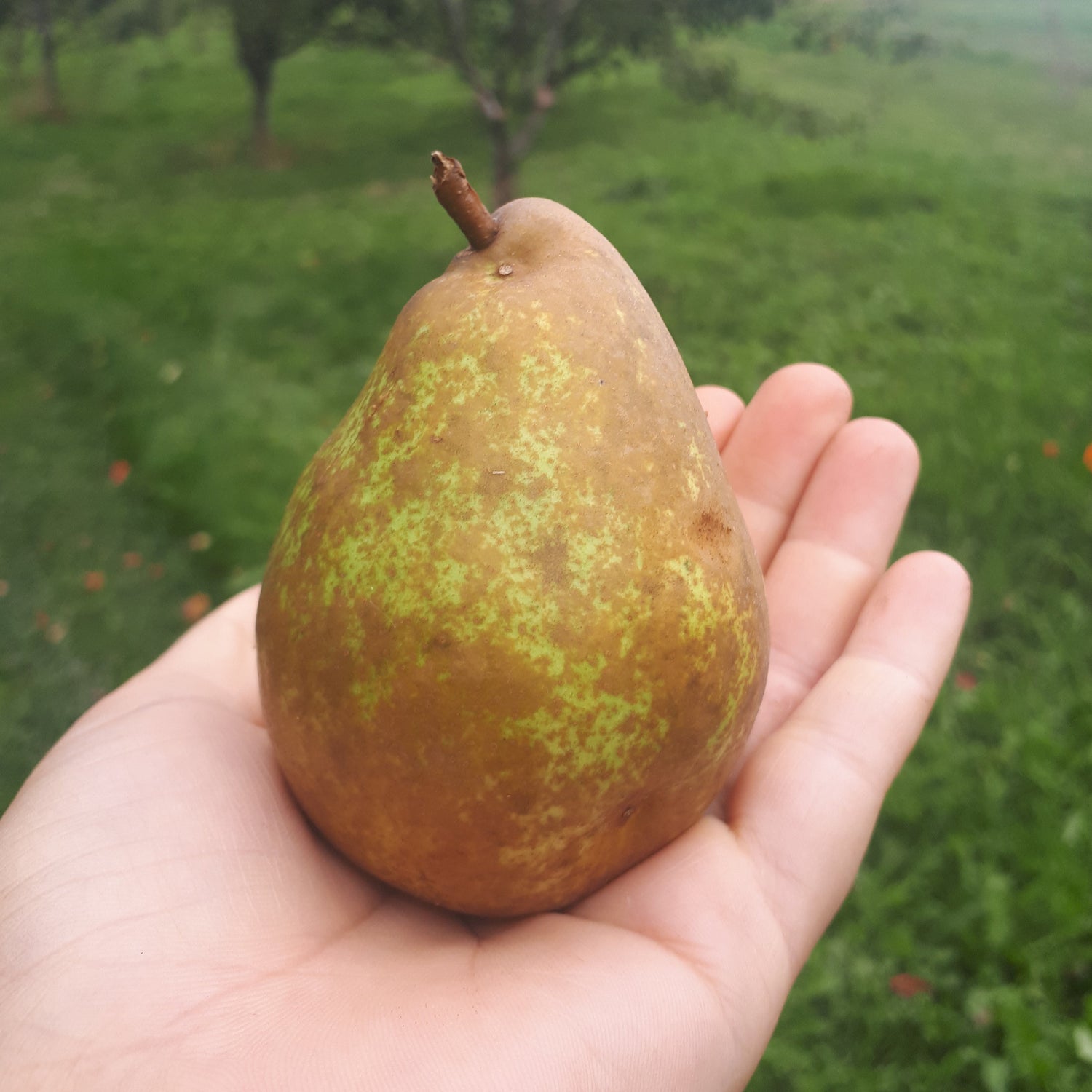 Timpurii de Dâmboviţa Pear Scionwood