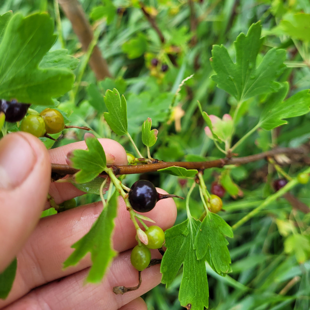 Golden Currant Bush (Bareroot)