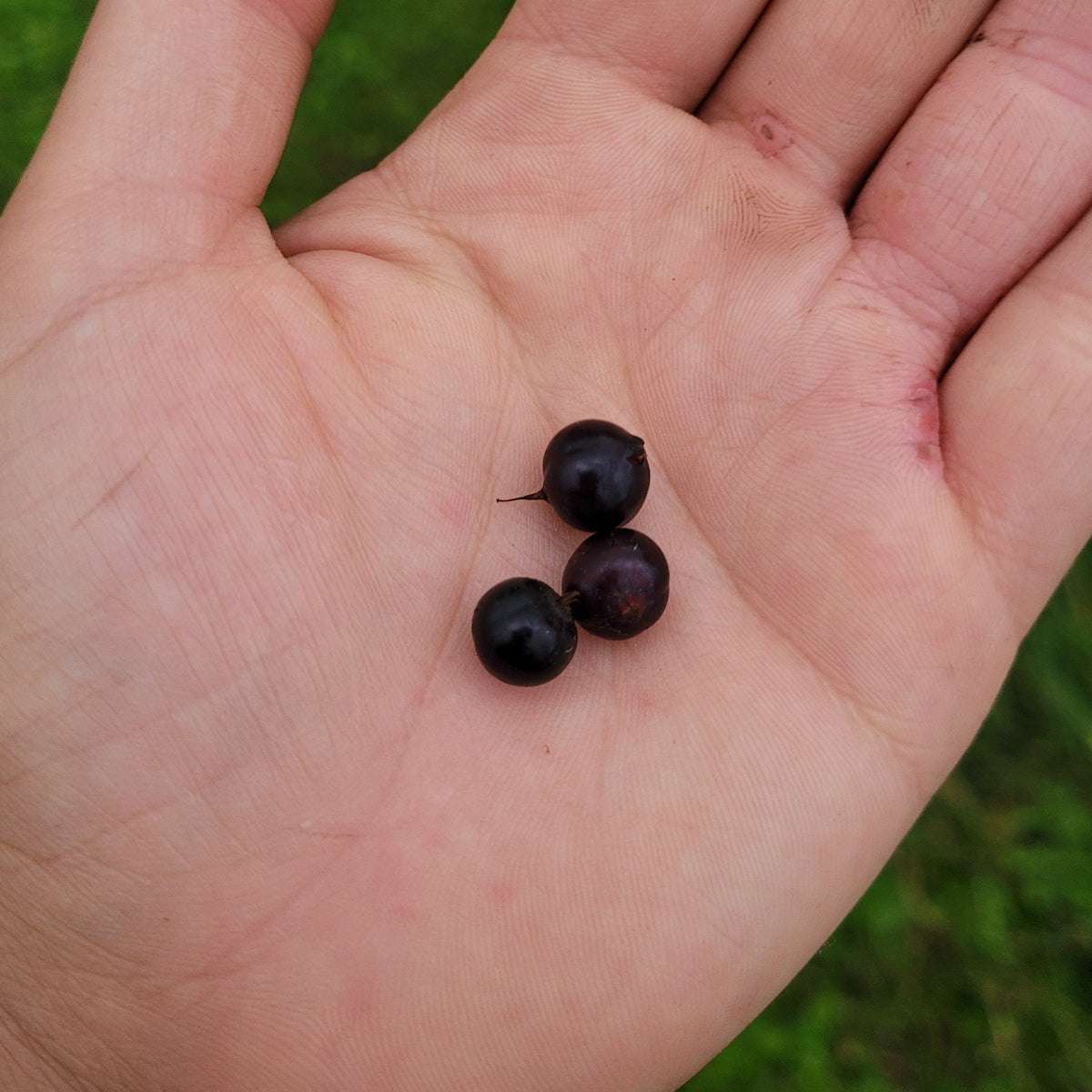 Golden Currant Bush (Bareroot)